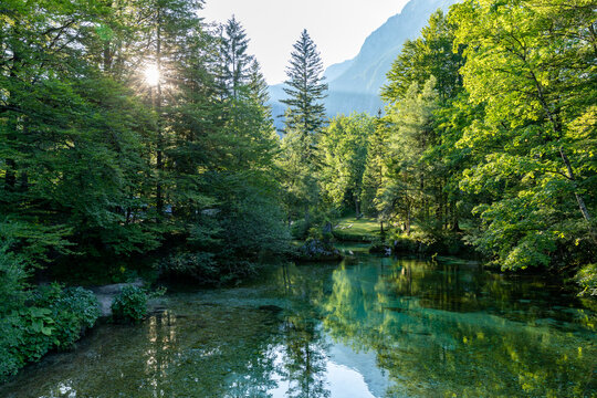 river in the forest