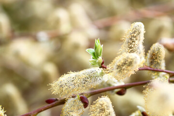 Spring willow