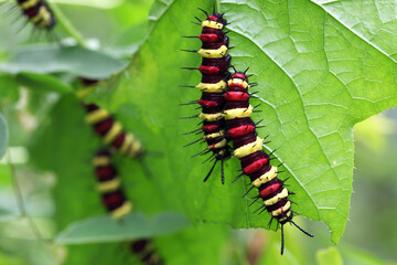 colorful butterfly worm
