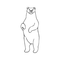 Hand drawn vector illustration in cartoon style. A polar bear stands on its hind legs. Black and white linear drawing on a white background.