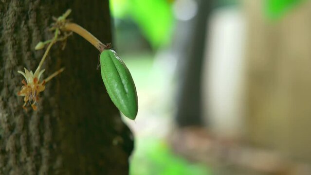 Green small Cocoa pods branch with young fruit and blooming cocoa flowers grow on trees. The cocoa tree ( Theobroma cacao ) with fruits, Raw cacao tree plant fruit plantation,4k video