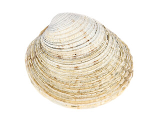 Fototapeta na wymiar Sea shell colorful isolated on white, top view, clipping path 