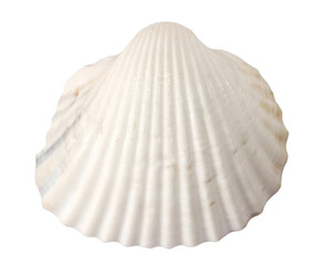 Sea shell isolated on white, top view, clipping path 