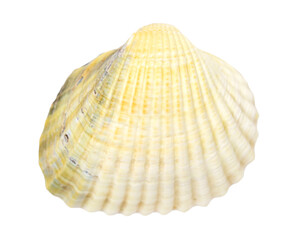 Sea shell colorful isolated on white, top view, clipping path 