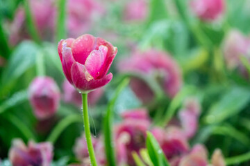 pink tulip in the garden on blurred background