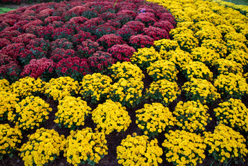 beautiful group of yellow and red chrysanthemum in the garden