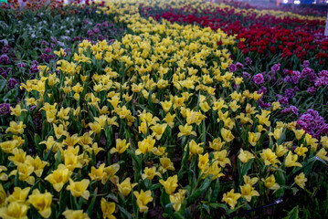 various tulips in the garden