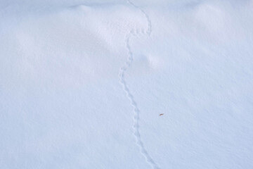 Traces of mice, little beast in the snow. Field Mouse footprints in the deep snow. Follow the trail...