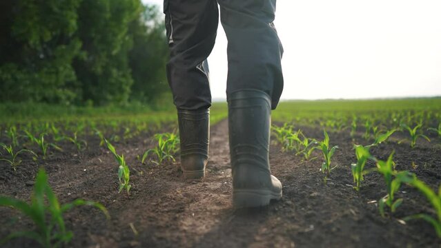agriculture. man farmer in rubber boots walks along corn sprouts green field lifestyle. agriculture a business concept. farmer worker goes home after harvesting end across a field of corn