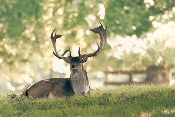 an alert stag sitting in a forest