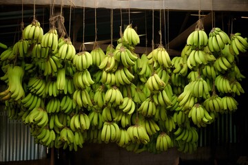 fresh unripe banana hanging. harvested tropical fruit. Bananas are sold on the market