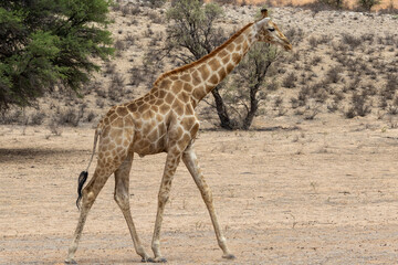 Giraffe (Giraffa camelopardalis giraffa) in the  Kgalagadi Transfrontier Park