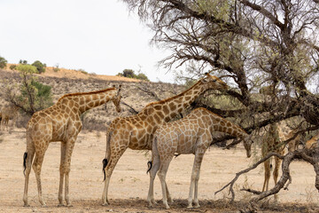 Naklejka na ściany i meble Giraffe (Giraffa camelopardalis giraffa) in the Kgalagadi Transfrontier Park