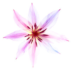 Fototapeta premium Translucent multi-colored flower isolated on white background
