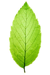 Obraz premium Translucent green leaf on white background