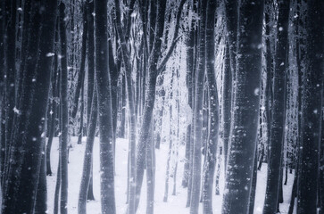 frozen trees in cold winter woods