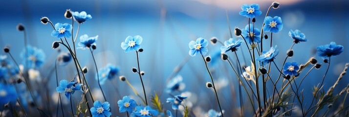 Spring Summer Flowers Landscape Blue Myosotis , Banner Image For Website, Background, Desktop Wallpaper