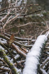 Snow-covered elements of a forest