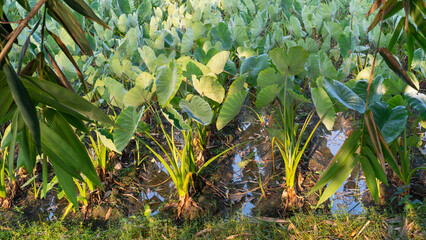 taro in the field