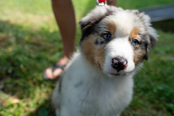 Puppy gazing into camera