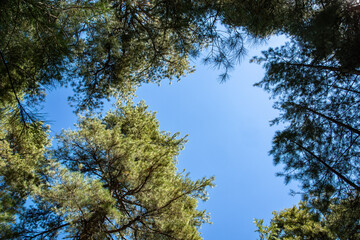 Background picture of green tree and blue sky