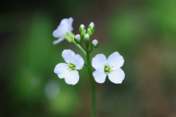 Cuckoo Flower, Cardamine pratensis, also known as Ladies smock, wild flowering plant from Finland