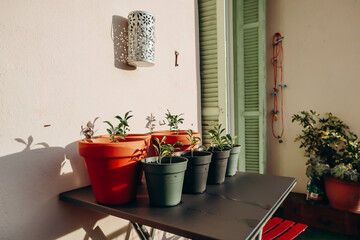 Tangerine tree sprouts in pots in the sun