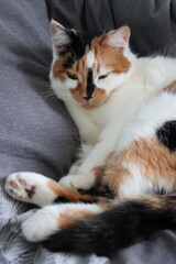 a cute mature tricolor cat lies on a gray blanket