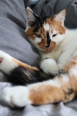 a cute mature tricolor cat lies on a gray blanket