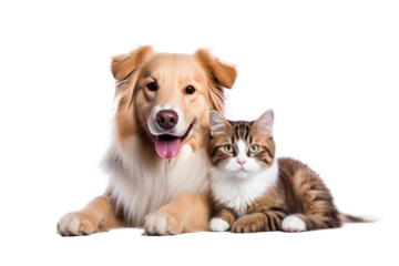 Portrait of Happy dog and cat that looking at the camera together isolated on transparent background, friendship between dog and cat, amazing friendliness of the pets.