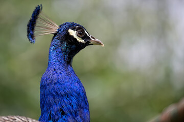 Naklejka premium portrait of a peacock