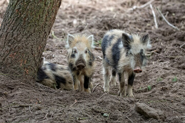 Young wild boars in the forest
