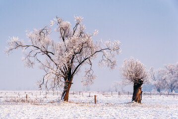 Piękno śnieżnej i mroźnej zimy, Podlasie, Polska - obrazy, fototapety, plakaty