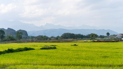 Fototapeta na wymiar rice field in the mountains