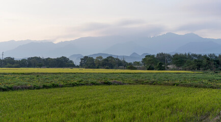 Fototapeta premium rice field in the mountains