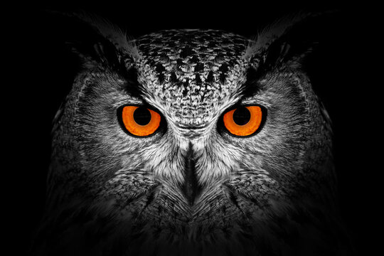 Owl looking big red eyes out of the darkness close