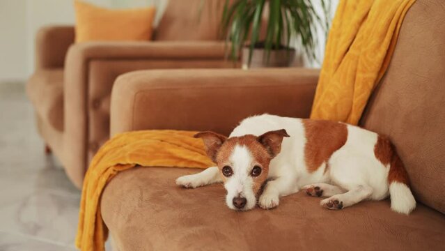 Resting Jack Russell Terrier dog lounges on a sofa, a peaceful domestic scene