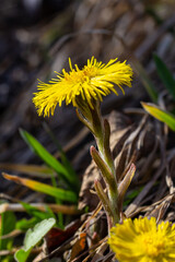 Tussilago farfara, commonly known as coltsfoot is a plant in the groundsel tribe in the daisy...