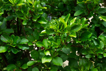 Fototapeta na wymiar Fondo textura de hojas verdes. Vista de frente y de cerca