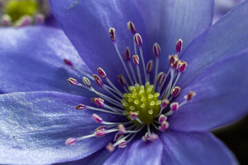 Beautiful macro shot of a first single wildflower Large Blue Hepatisa Hepatisa transsylvanica...