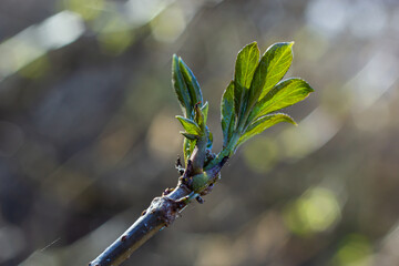 budding buds on a tree branch in early spring macro. Early spring, a twig on a blurred background. The first spring greens