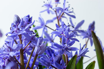 Obraz premium Beautiful blue flowers snowdrops Scilla bifolia alpine squill, two-leaf squill on a white background with space for text. Spring decoration