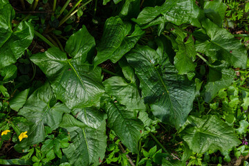 Cuckoopint or Arum maculatum arrow shaped leaf, woodland poisonous plant in family Araceae. arrow...
