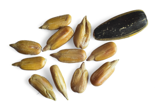 Dried sunflower seeds isolated on transparent background. File extension .png.