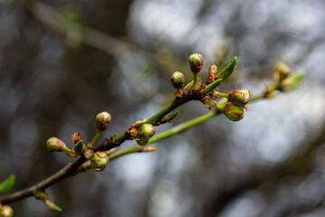 Wooden tree branches with new flower buds in the end with rain drops