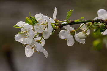 Selective focus of beautiful branches of plum blossoms on the tree under blue sky, Beautiful Sakura flowers during spring season in the park, Floral pattern texture, Nature background