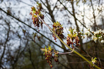 The ash-leaved maple Acer negundo flowers in early spring, sunny day and natural environment, blurred background