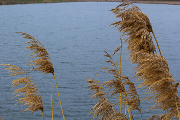 Common reed Phragmites australis. Thickets of fluffy dry trunks of common reed against the...