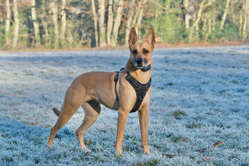 Side view of a strength standing belgian shepherd, looking away on a frosty field of the Serre woods near Lyon, France on a sunny morning winter.