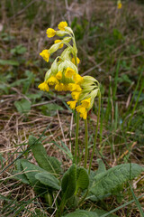 Yellow Primula veris cowslip, common cowslip, cowslip primrose on soft green background.Selective...